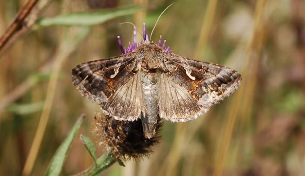 Adult silver Y moth